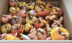 How to Store Gladiolus Bulbs: Step-by-Step Guide for Beginners
