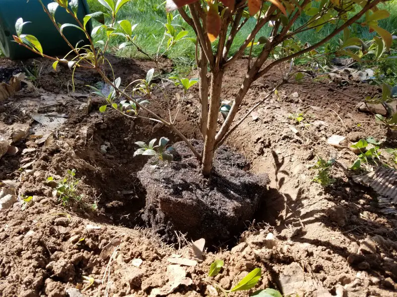 When to Transplant Azaleas for Healthier Growth and More Blooms