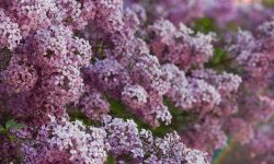When to Transplant Lilacs for Healthier Growth and More Blooms