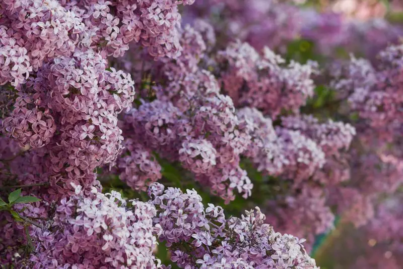 When to Transplant Lilacs for Healthier Growth and More Blooms