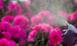 How Often to Water Azaleas and Keep Them Thriving All Year Long