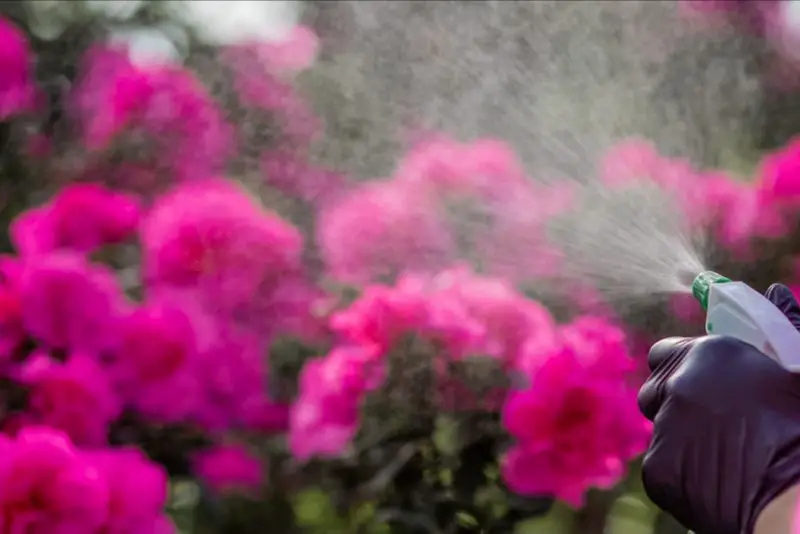 How Often to Water Azaleas and Keep Them Thriving All Year Long