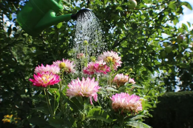 How Often to Water Dahlias: Expert Tips for Blooming Beautifully