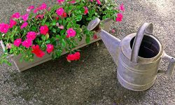 How Often to Water Impatiens: Tips for Lush and Vibrant Bloomings
