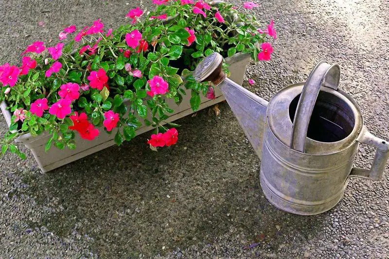 How Often to Water Impatiens: Tips for Lush and Vibrant Bloomings
