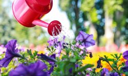 How Often to Water Petunias: Tips for Healthy and Blooming Plants