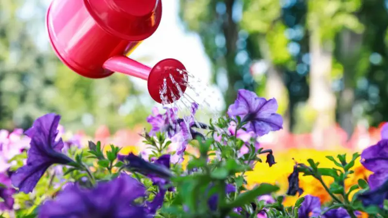 How Often to Water Petunias: Tips for Healthy and Blooming Plants