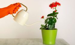 How Often to Water Kalanchoe: Essential Tips for Healthy Blooms