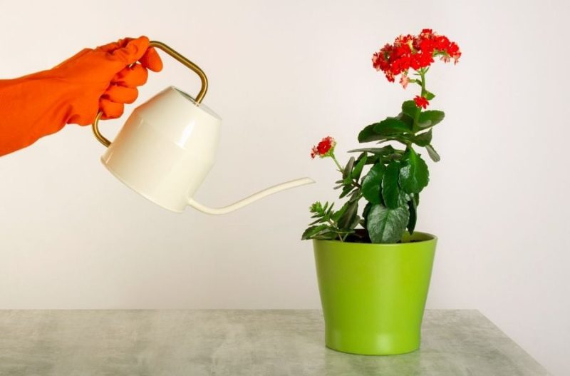 How Often to Water Kalanchoe: Essential Tips for Healthy Blooms