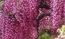 How to Care for Wisteria and Make It Bloom Beautifully Every Year