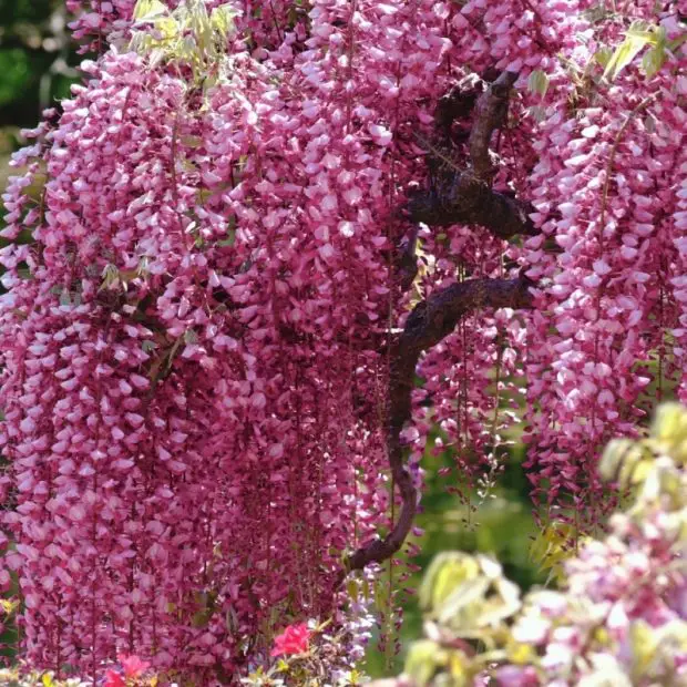 How to Care for Wisteria and Make It Bloom Beautifully Every Year