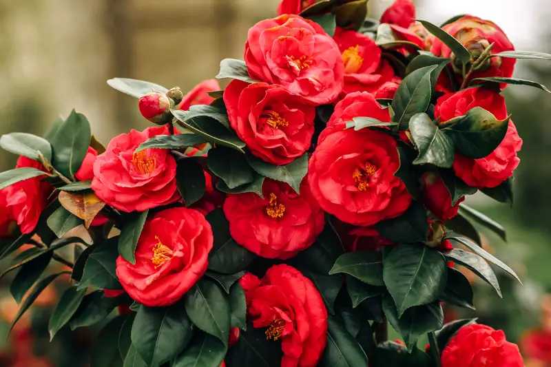 When to Plant Camellias: Expert Tips for Stunning Garden Displays