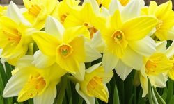 When Do Daffodils Bloom and What Affects Their Flowering Time