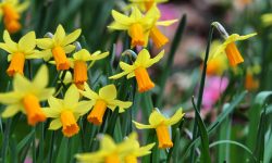 How to Care for Daffodils: Expert Tips for Healthy Spring Flowers