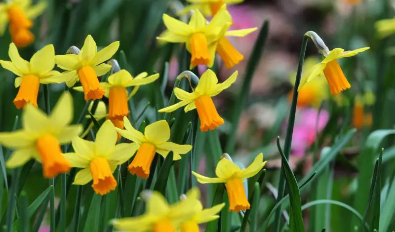 How to Care for Daffodils: Expert Tips for Healthy Spring Flowers