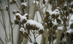 How to Winterize Hibiscus Easily and Protect It from Frost Damage