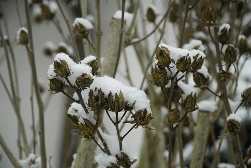 How to Winterize Hibiscus Easily and Protect It from Frost Damage