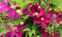 When to Fertilize Clematis: Expert Tips for More Beautiful Blooms