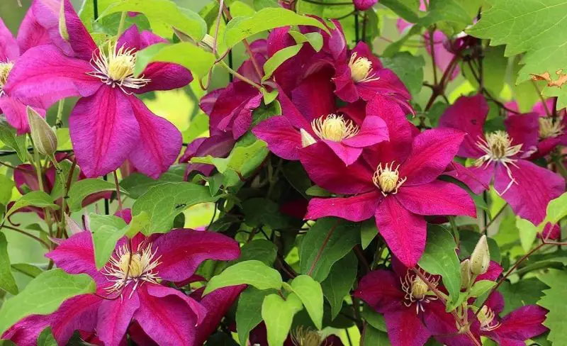 When to Fertilize Clematis: Expert Tips for More Beautiful Blooms