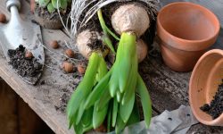 How to Store Hyacinth Bulbs: Tips for Healthy Blooms Next Season