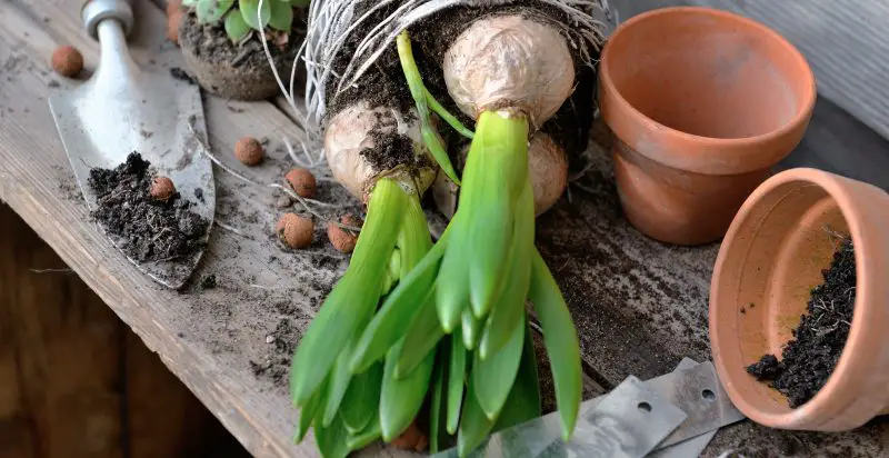 When to Plant Hyacinth Bulbs for the Most Fragrant Spring Blooms