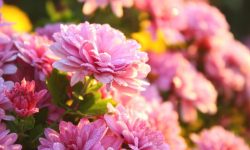 How Much Sun Do Mums Need to Bloom Beautifully in All Seasons