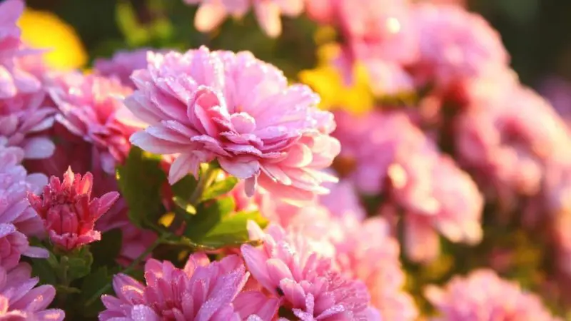 How Much Sun Do Mums Need to Bloom Beautifully in All Seasons