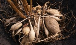 How to Overwinter Dahlias and Protect Them from Frost Damage
