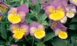When to Grow Pansies: Expert Tips for Timing and Lasting Beauty