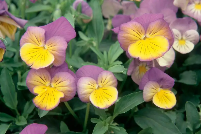 When to Grow Pansies: Expert Tips for Timing and Lasting Beauty