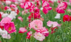 When Do Poppies Bloom? Expert Tips for Perfect Timing and Care