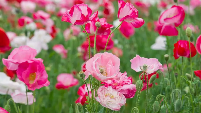 When Do Poppies Bloom? Expert Tips for Perfect Timing and Care