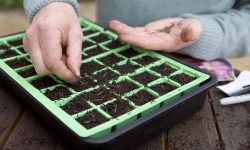 When to Sow Cosmos for a Continuous Bloom from Spring to Frost