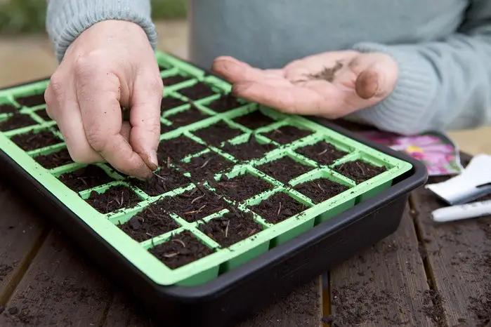 When to Sow Cosmos for a Continuous Bloom from Spring to Frost