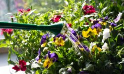 How Often to Water Pansies: Tips to Keep Them Blooming Longer