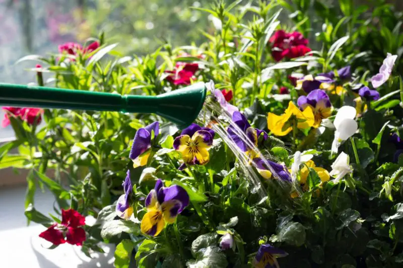 How Often to Water Pansies: Tips to Keep Them Blooming Longer