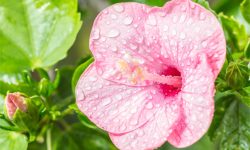 How Often to Water Hibiscus Indoors and Outdoors for Best Growth
