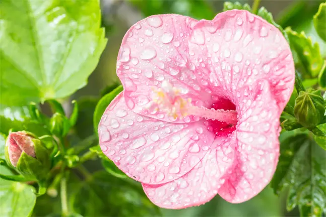 How Often to Water Hibiscus Indoors and Outdoors for Best Growth