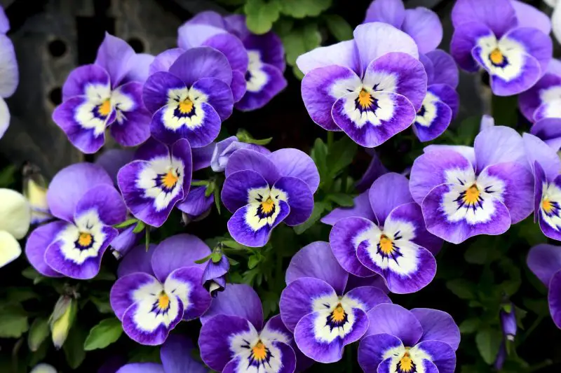 When Do Pansies Flower? Ultimate Guide to Peak Bloom Seasons
