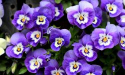 When Do Pansies Flower? Ultimate Guide to Peak Bloom Seasons