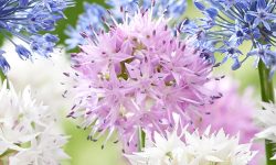 When to Plant Allium Bulbs for Perfect Timing and Healthy Growth