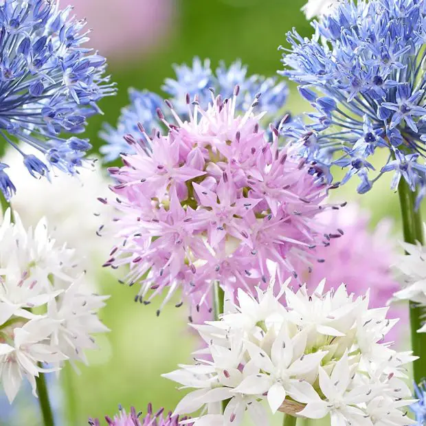When to Plant Allium Bulbs for Perfect Timing and Healthy Growth