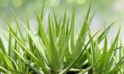How to Propagate Aloe Vera: Tips for Bigger and Healthier Offsets