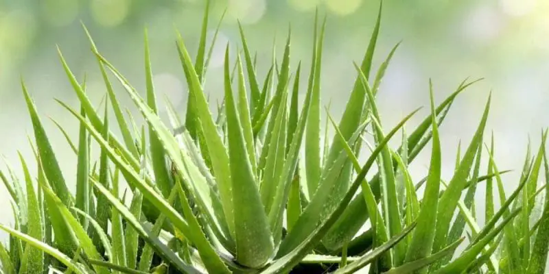 How to Propagate Aloe Vera: Tips for Bigger and Healthier Offsets