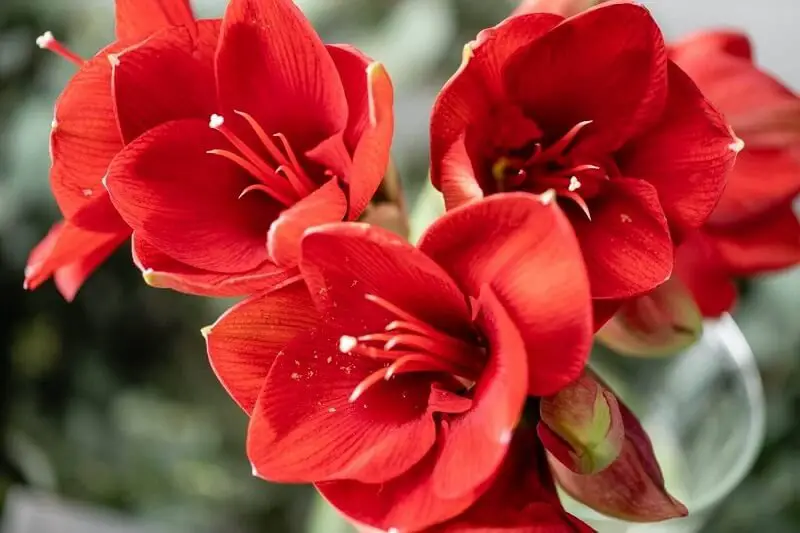 How Long Do Amaryllis Blooms Last? Tips to Extend Their Beauty