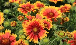 Top 12 Summer Flowers Bring Endless Color to American Gardens