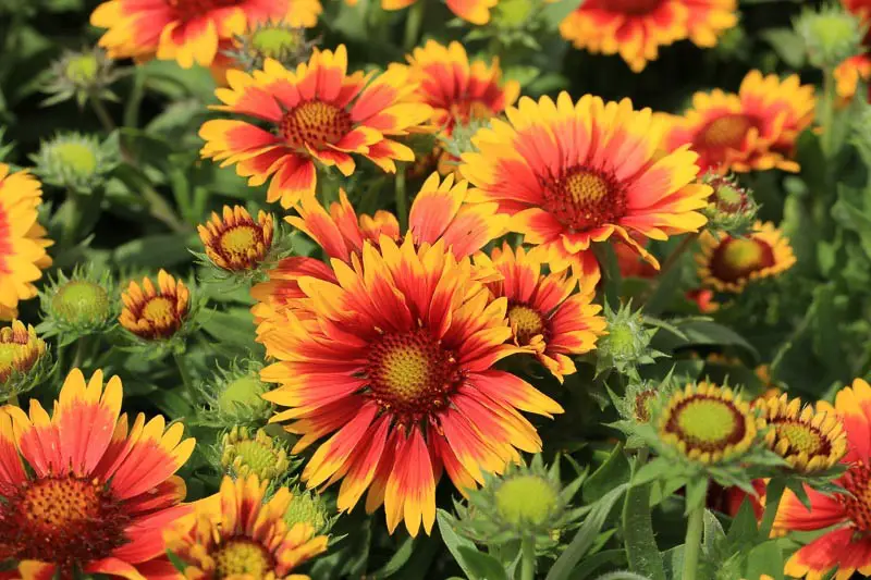 Top 12 Summer Flowers Bring Endless Color to American Gardens