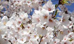 How Long Do Cherry Blossoms Last: Full Guide to Bloom Duration