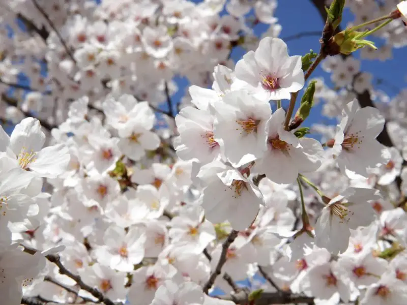 How Long Do Cherry Blossoms Last: Full Guide to Bloom Duration