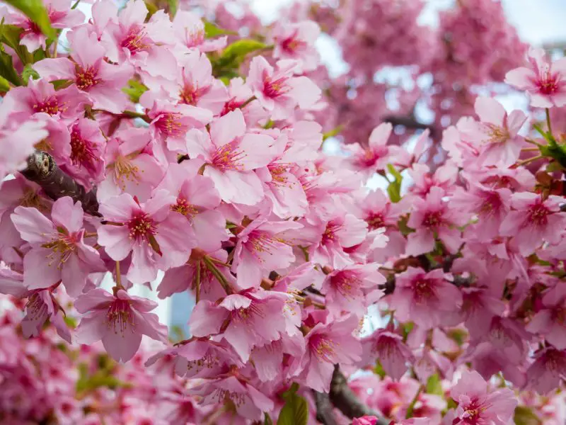When Do Cherry Blossoms Bloom? Travel Tips for Viewing Season